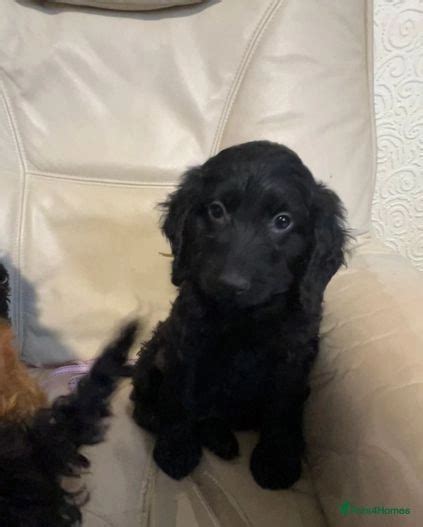 Cockapoo puppies for sale bristol  £ 1,200